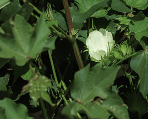<h3>100% Organic Cotton</h3>